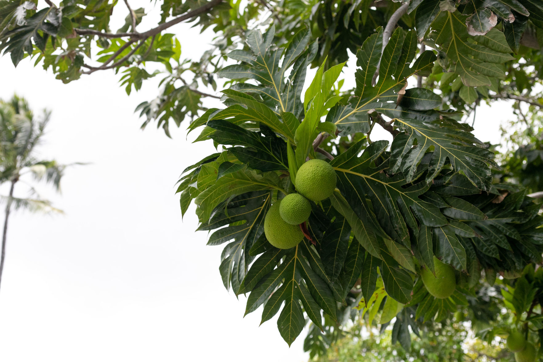 Breadfruit
